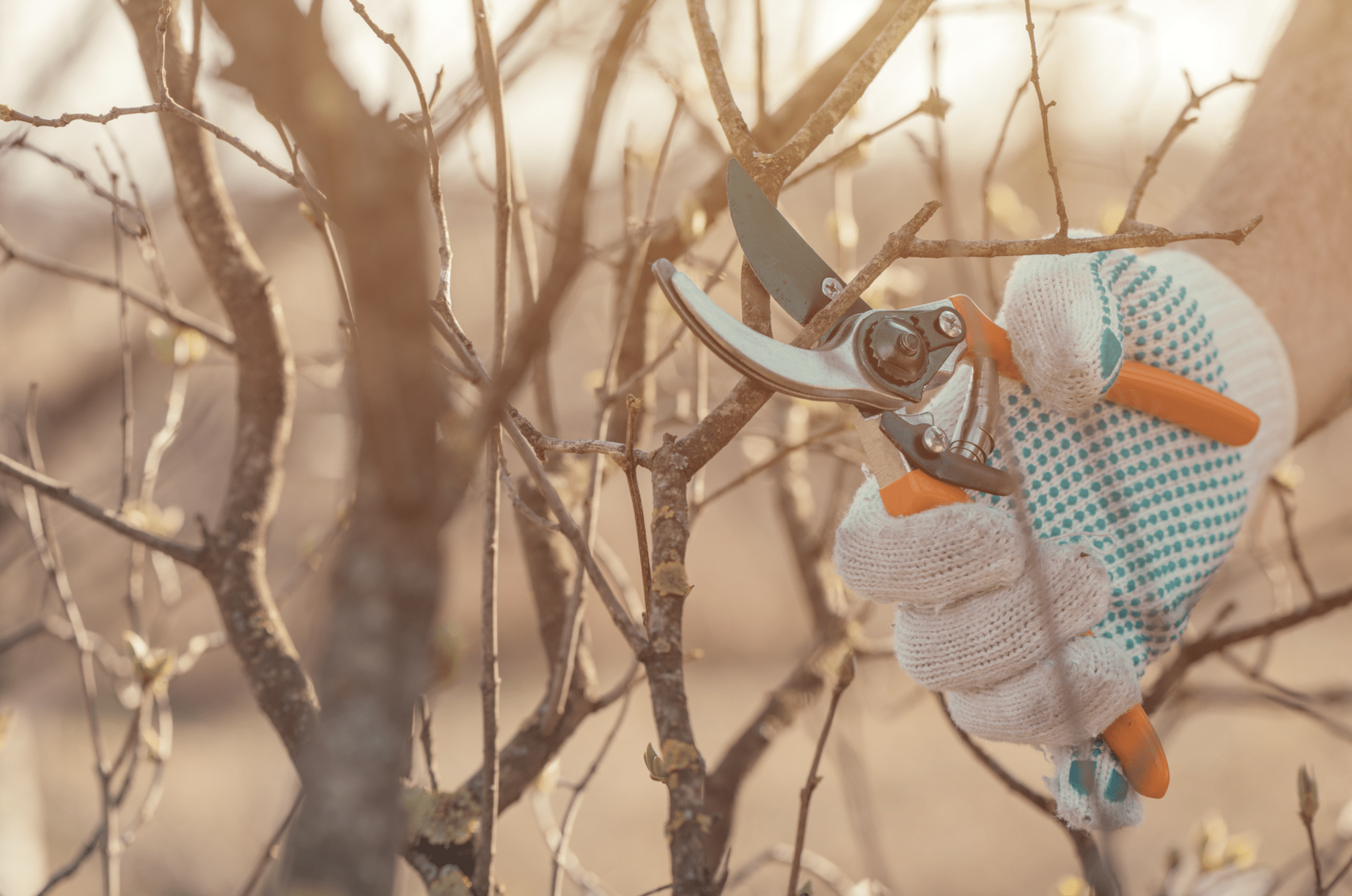 21.02.2026 Baumschnittseminar – Döllingen