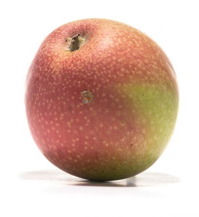 SP-Apfel-Rheinischer-Bohnapfel-(2)